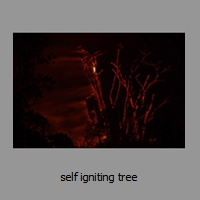 self igniting tree